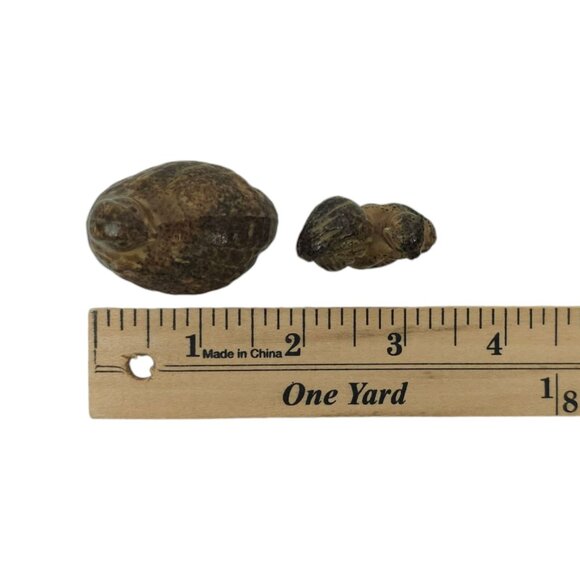 Napcoware Import Miniature Quail Squirrel Vintage 60s Ceramic Speckled Figurines - Picture 12 of 13